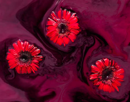 sinking red gerberas in colored waterの写真素材