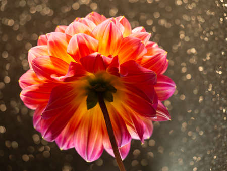 back side of red dahlia with backlight and bokeh, closeupの写真素材