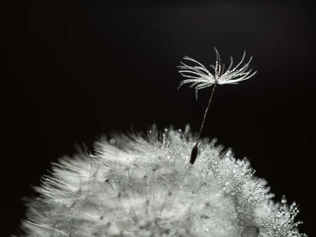 Closeup of white dandelion with drops on natural gray backgroundの写真素材