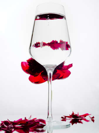 Peony flower through a glass of water, object distortion, optical illusion. Single peony flower head with falling petals on white background.の写真素材