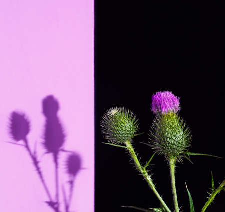thistle with thorns and pink petals on a black-lilac background with shadow