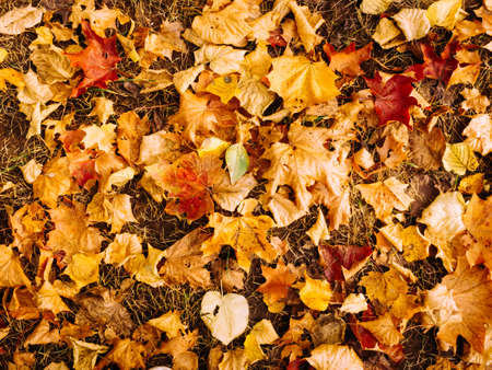 abstract background of autumn leaves in bright red-yellow color, top viewの写真素材