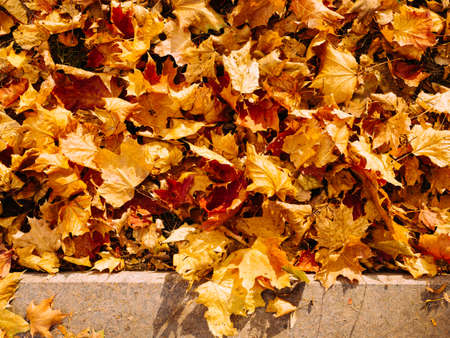 abstract background of autumn leaves in bright red-yellow color near the sidewalk, top viewの写真素材