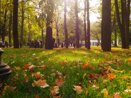 Moscow, Russia - 3 Oct 2020: public park - autumn in the park, lawns are strewn with yellow leaves,...