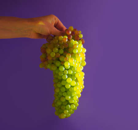 a woman's hand holds a bunch of green-red grapes on a purple background,