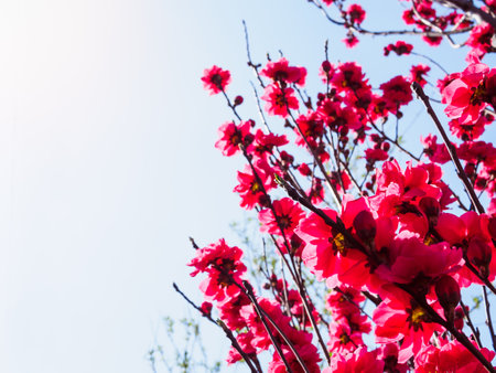 Bright pink flowers of fruit tree on a background of blue sky in Japan, plum. UME Japanese plum-blossom in Tokyoの写真素材