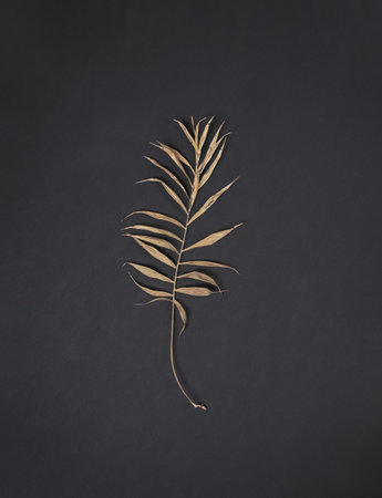 lonely withered leaf of palm tree on black background with vignetteの写真素材