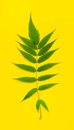 Fern leaf in the center of the frame: green leaf on a bright yellow background.の写真素材