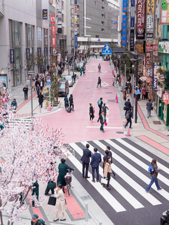 Blooming sakura and pedestrian crossing with people. Hanami.のeditorial素材