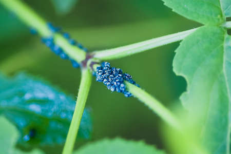 group of blue aphids with white stripes on a branch of a green bushの写真素材