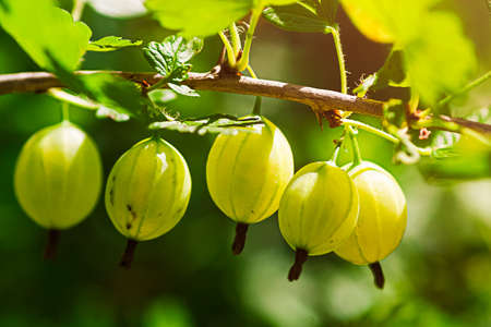 close-up of young gooseberry berries, 5 berries on a branch in sunlightの写真素材