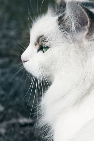 cat head in profileの写真素材