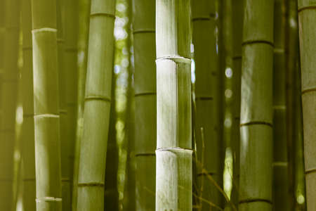 background of bamboo trunks in the sun, macro shooting,の写真素材