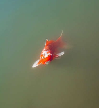 close-up of Japanese red carp with white fins in the muddy green water of the pond, copy spaceの写真素材