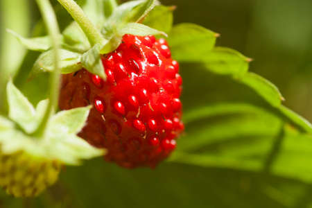 close-up of forest strawberry berries in the sun, macro photography, copy spaceの写真素材