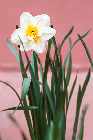 close-up of one blooming daffodilの写真素材