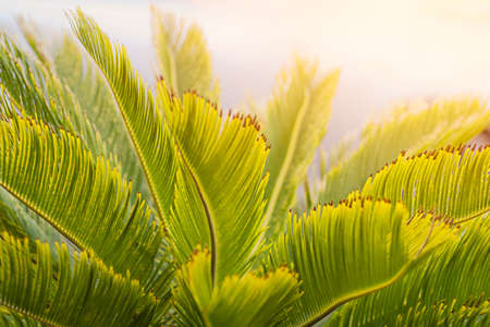 Summer background. Palm leaves in the sunlight. Copyspace.