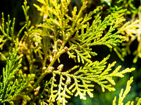 Summer background. A branch of cypress in the sun. Macro.
