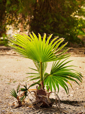 General view of sprout of a young palm tree in the parc.の写真素材