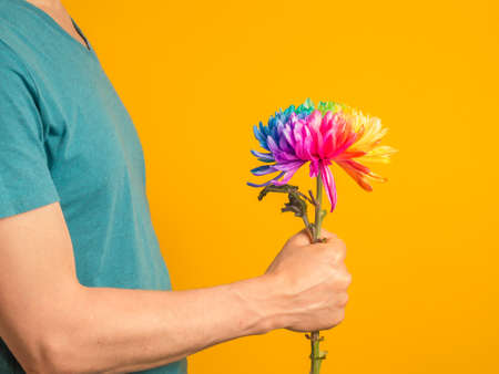 A caucasian man holds out a one of painted in rainbow colors chrysanthemum on an orange background. A man wearing turquoise t-shirt and standing sideways, midsection.の写真素材