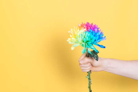 Mans hand holding a one of colored chrysanthemum on a yellow background, front view, copyspace. Chrysanthemum painted in rainbow colors.の写真素材
