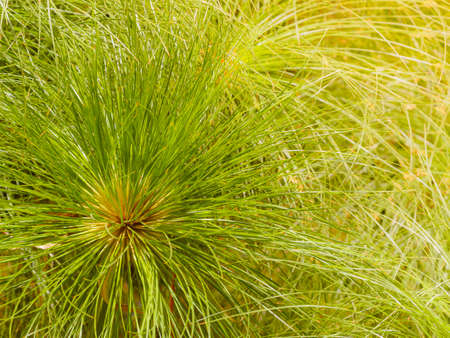 Summer background. Green cyperus papyrus.の写真素材