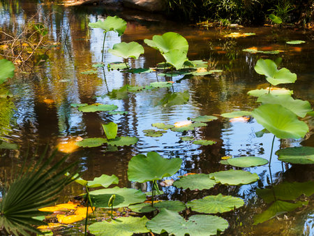 Summer background. Shallow tropical pond with water lily leaves in the sun.の写真素材