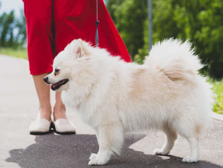 Full-length porter of a Pomeranian. The dog stands at the feet of the mistress on a bright sunny day.の写真素材