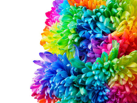 Macro photo of a bouquet of colored chrysanthemums on a white background. Chrysanthemum is painted in rainbow colors. Copyspace.の写真素材