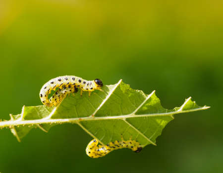 Three fat caterpillars devour one hazel leaf. Caterpillars are yellow with a black head and black...