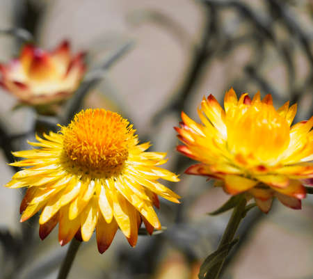 Summer background. Close-up of yellow flowers in the sun.の写真素材