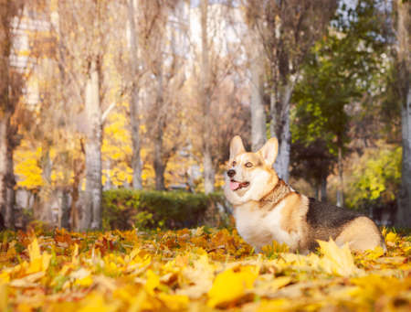 Corgi in the autumn city park. Portrait of a dog with autumn yellow leaves. Tricolor Welsh Corgi Pembroke.の写真素材