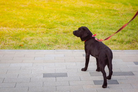 Black dog in the park, full length close-up portrait. Young labrador retriever. The dog is on a leash.の写真素材