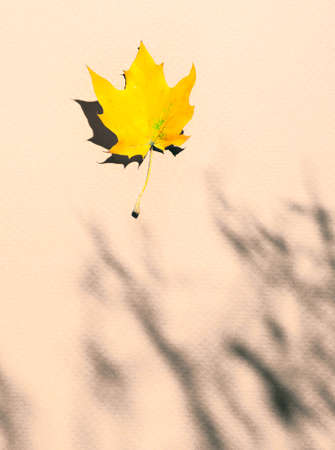 Autumn concept - the shadow of a tree branch and one yellow maple leaf on beige paper. Copy space.の写真素材