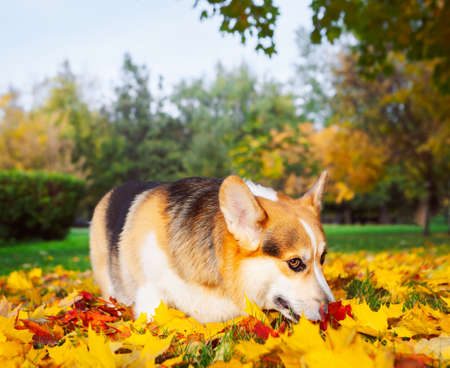 Corgi in the autumn city park. Full-length portrait of a dog with autumn yellow leaves. Tricolor welsh corgi pembroke.の写真素材
