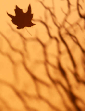 Autumn background - blurred shadow from tree branches and a falling maple leaf on a tanned...