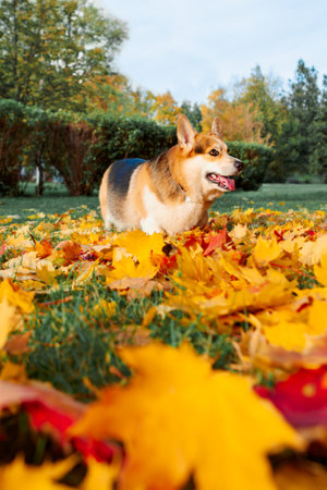 Corgi in the autumn city park. Full-length portrait of a dog with autumn yellow leaves. Tricolor welsh corgi pembroke.の写真素材