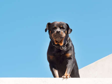 A large black dog, a Rottweiler, with a chain around its neck, looks down from an open terrace on a sunny day. Serious watchdog Rottweiler against the blue sky.の写真素材