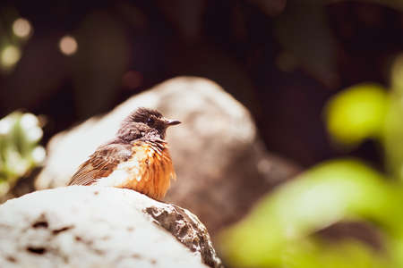 close-up of a small bird with an orange breast, the bird sits on a pebble, the chick is disheveled