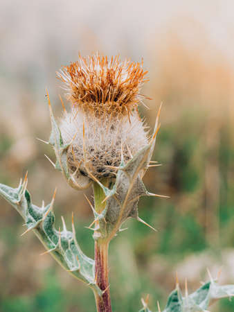close-up of ripe burdock in autumnの写真素材