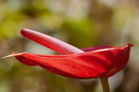 Close-up of lacquered red Anthurium flower with red cob inflorescence. Selective focus on...