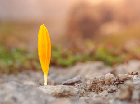 Yellow crocus bud, macro. A flower sprouts from the ground in the mountains of the North Caucasus. Saffron.の写真素材