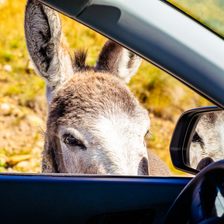 the donkey begs for food from tourists on the road, climbs into the open car window, povの写真素材