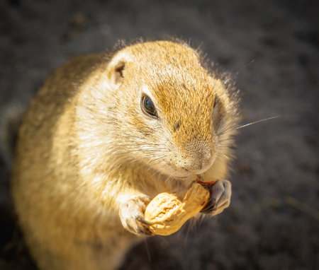 fat wild ground squirrel eating peanuts, portrait of a Spermophilus, close-upの写真素材