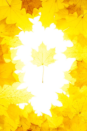 Vertical frame of yellow fallen maple leaves. In the center is a white free space with one maple leaf.の写真素材