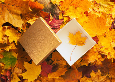 Autumn concept - background of dry fallen autumn leaves with an open gift box in the middle. The box contains one maple leaf.の写真素材