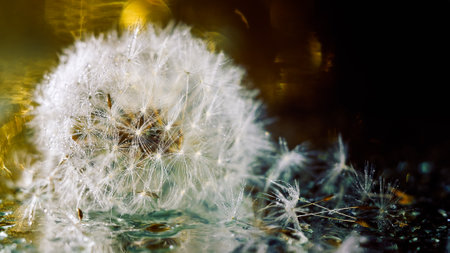 close-up of a wet white dandelion, fluffy dandelion lies in raindrops on a golden background, defocus light, bokehの写真素材