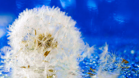 close-up of a wet white dandelion, fluffy dandelion lies in raindrops on a blue background, defocus light, bokehの写真素材