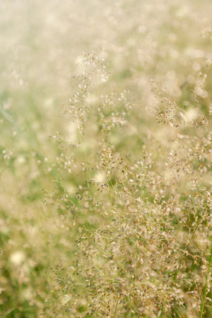 Macro photography nature, blurred in a field, art summer grass with seeds - abstract green background, with bokehの写真素材
