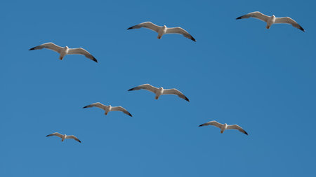 Pattern - flying seagulls on the blue skyの写真素材